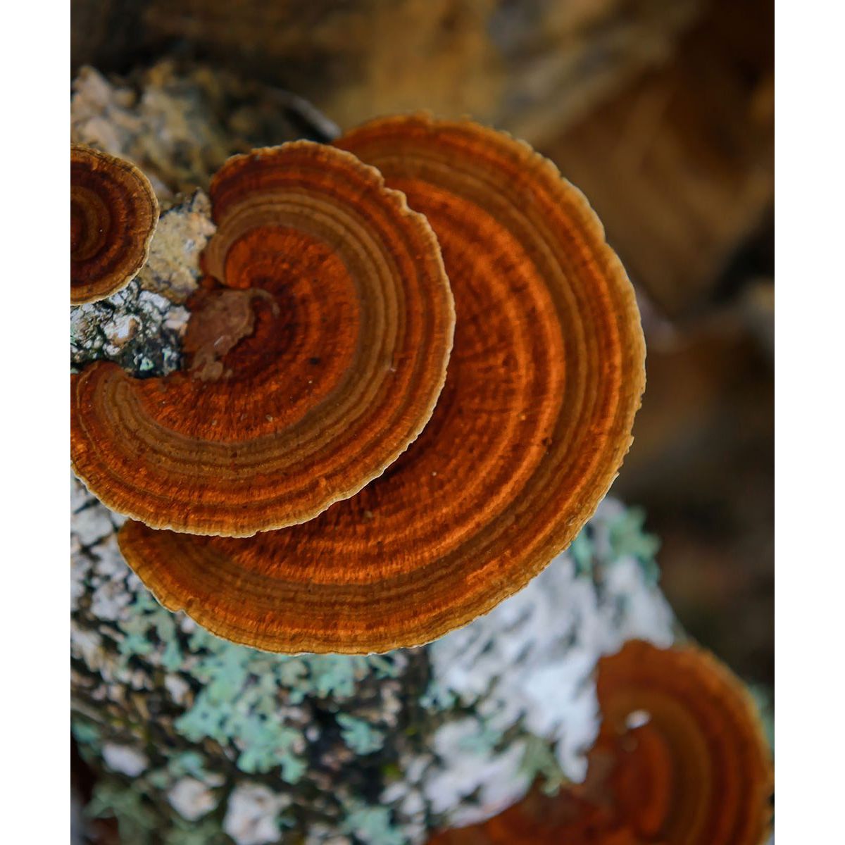 Flourish Nourish Chaga