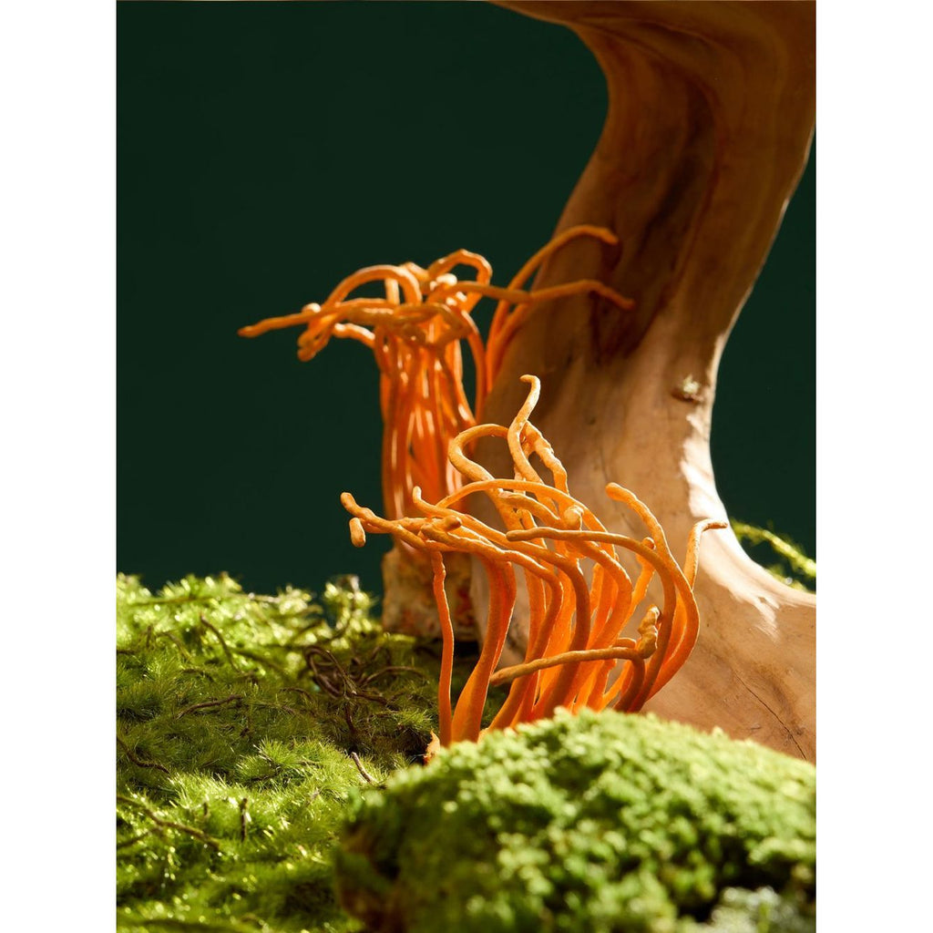 Flourish Nourish Cordyceps
