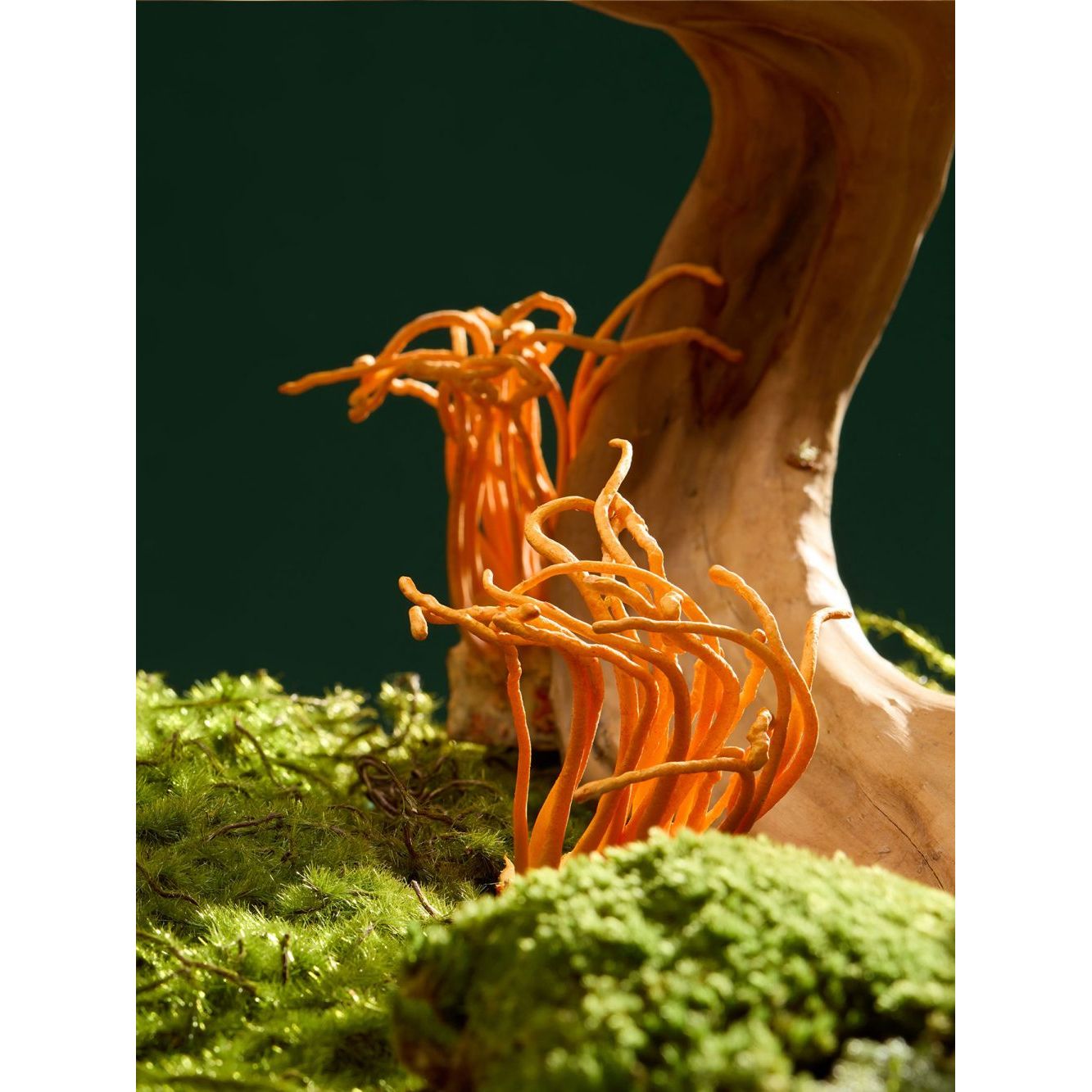 Flourish Nourish Cordyceps