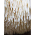 Flourish Nourish Lions Mane