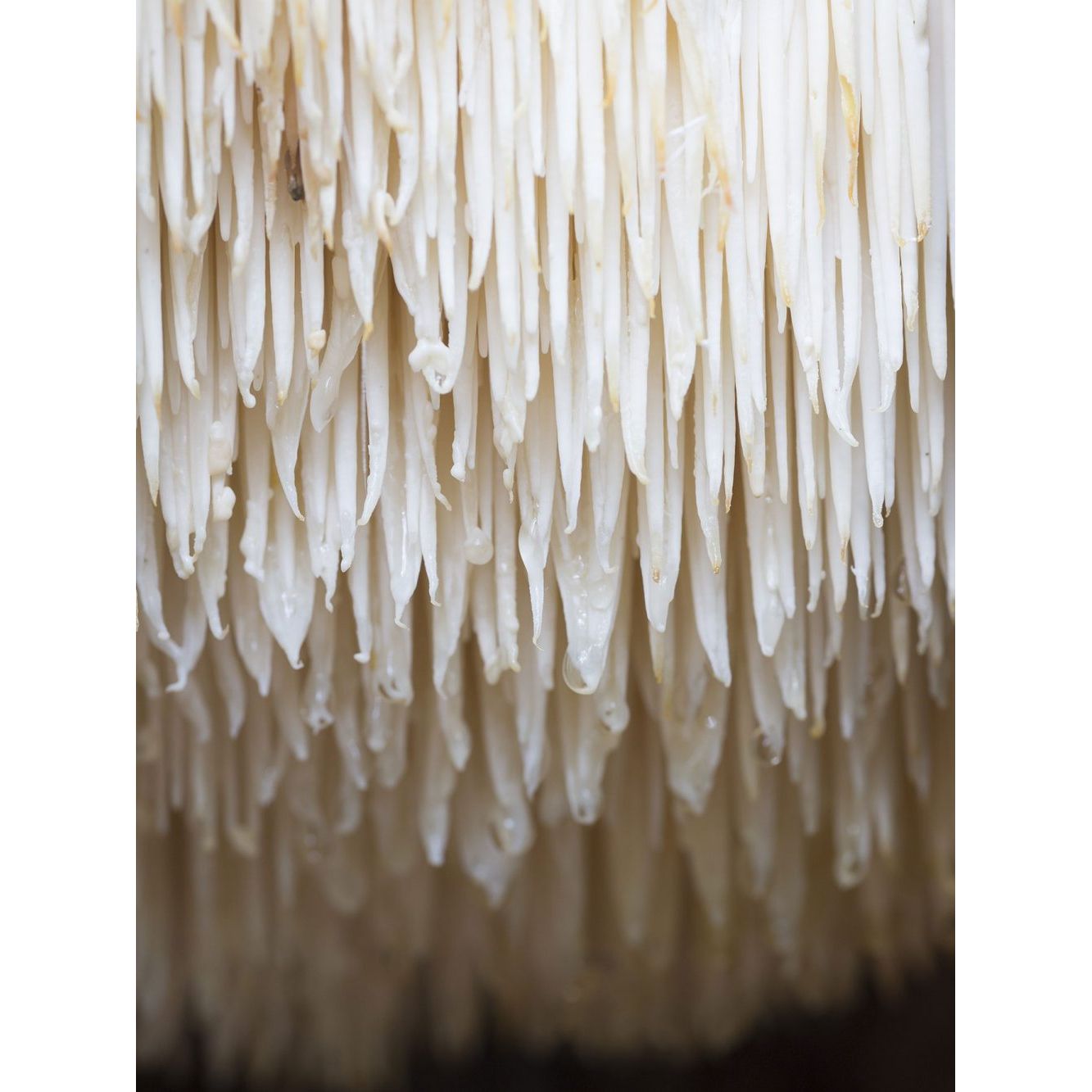 Flourish Nourish Lions Mane