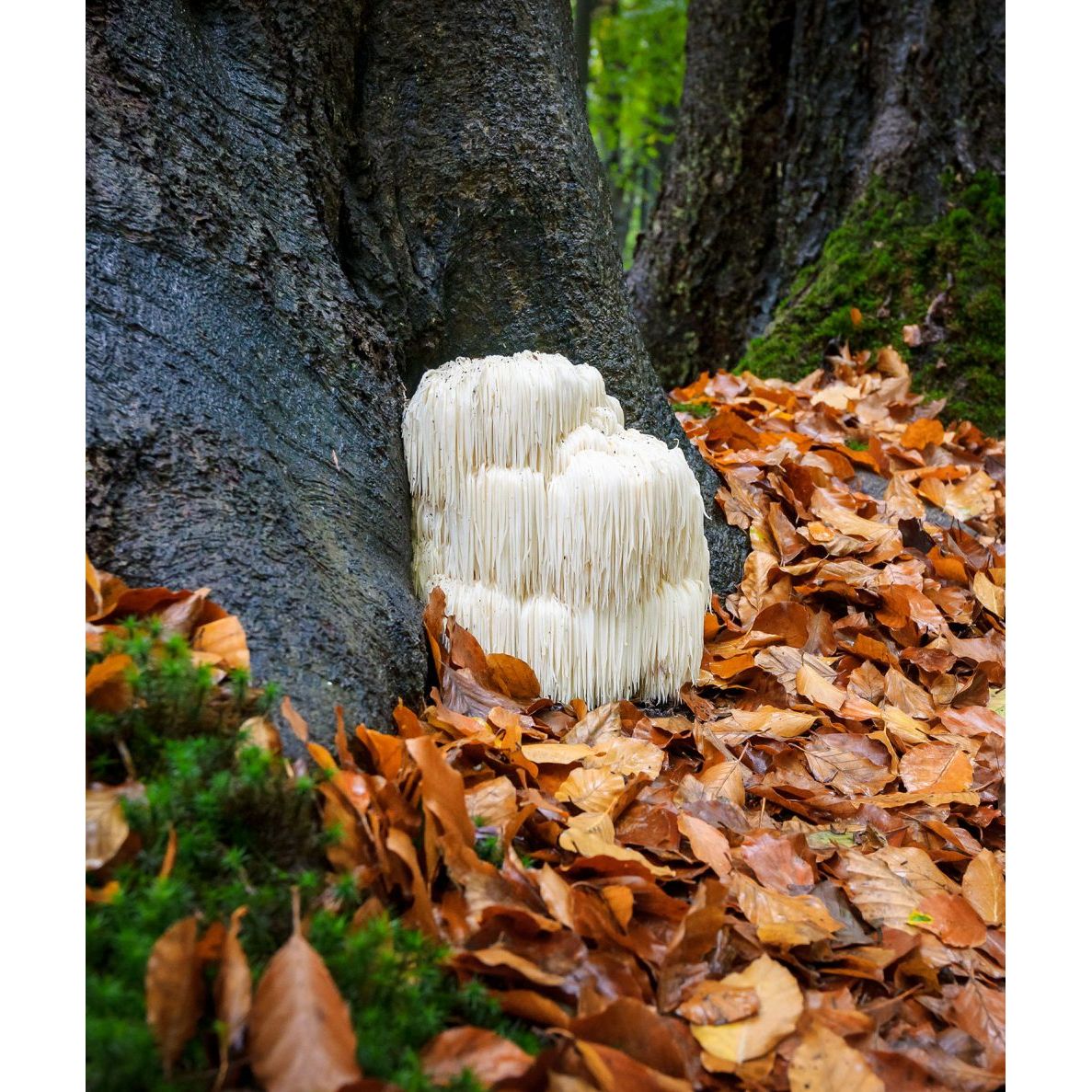 Flourish Nourish Lions Mane