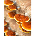 Flourish Nourish Reishi