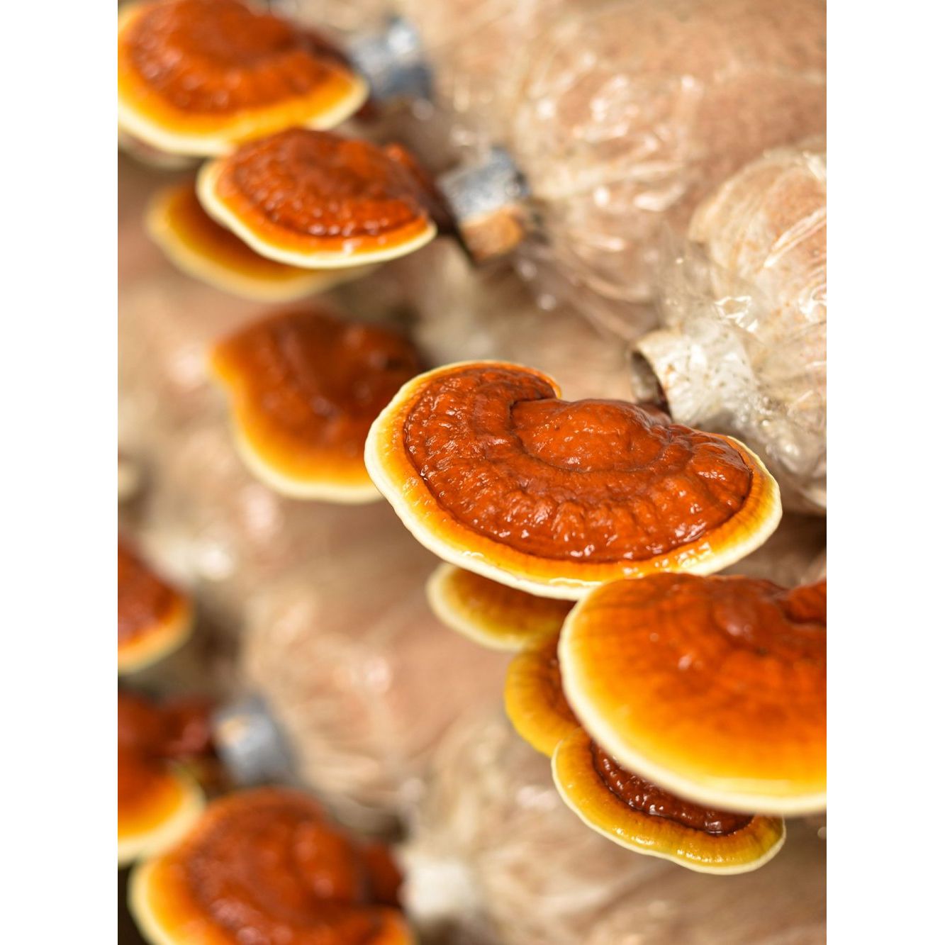 Flourish Nourish Reishi