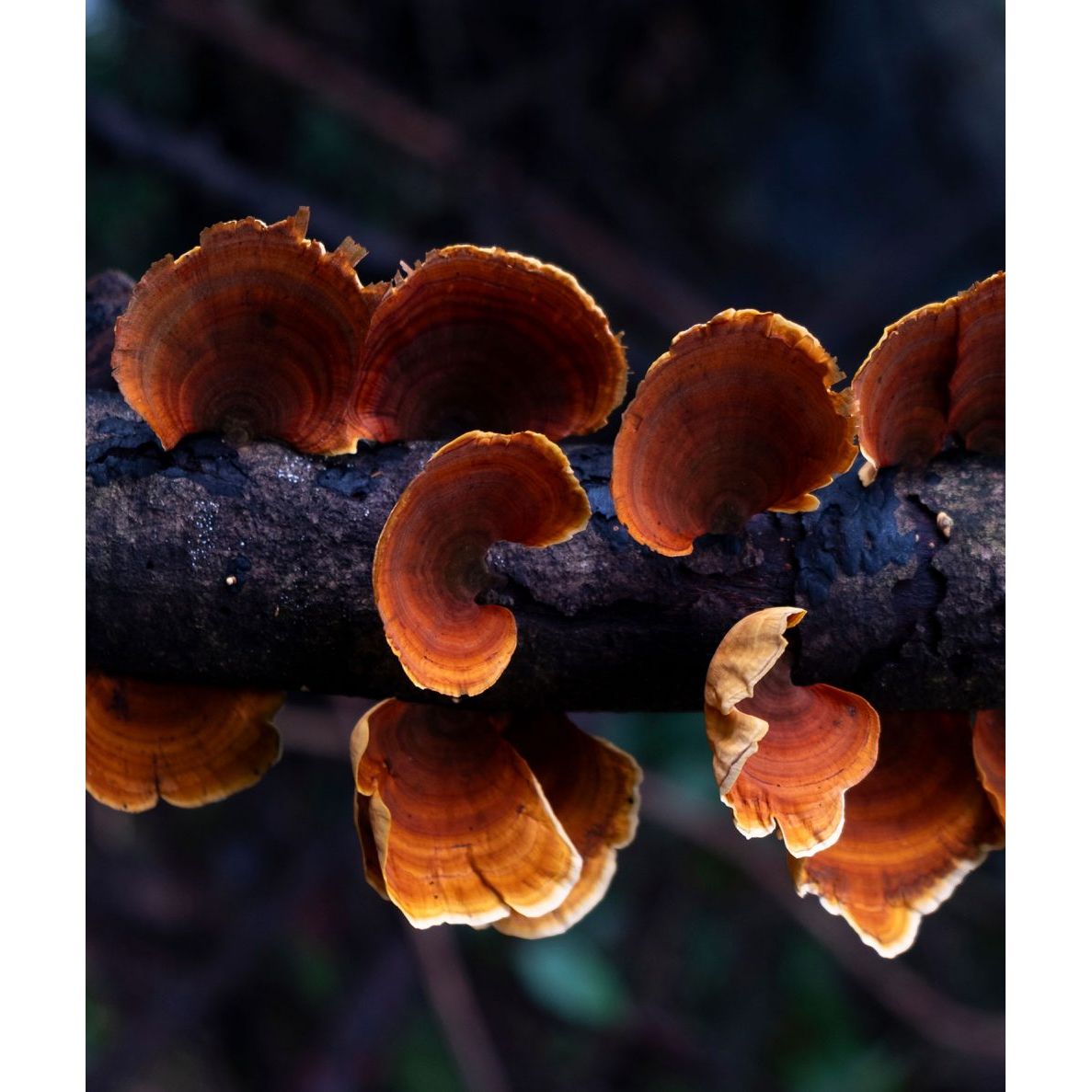 Flourish Nourish Reishi