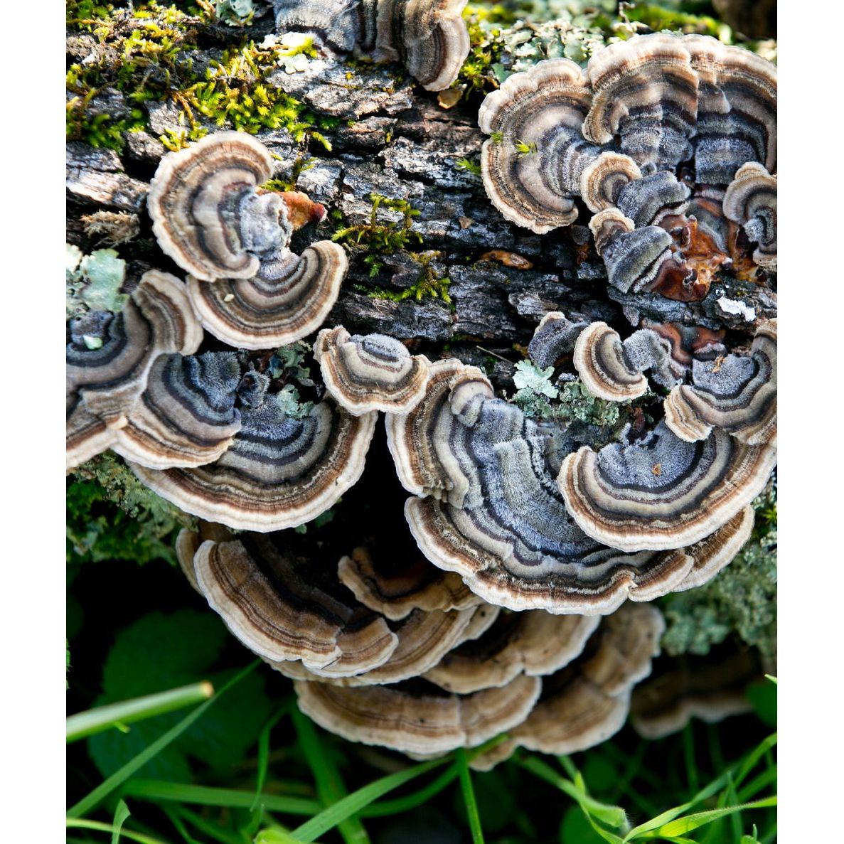 Flourish Nourish Turkey Tail