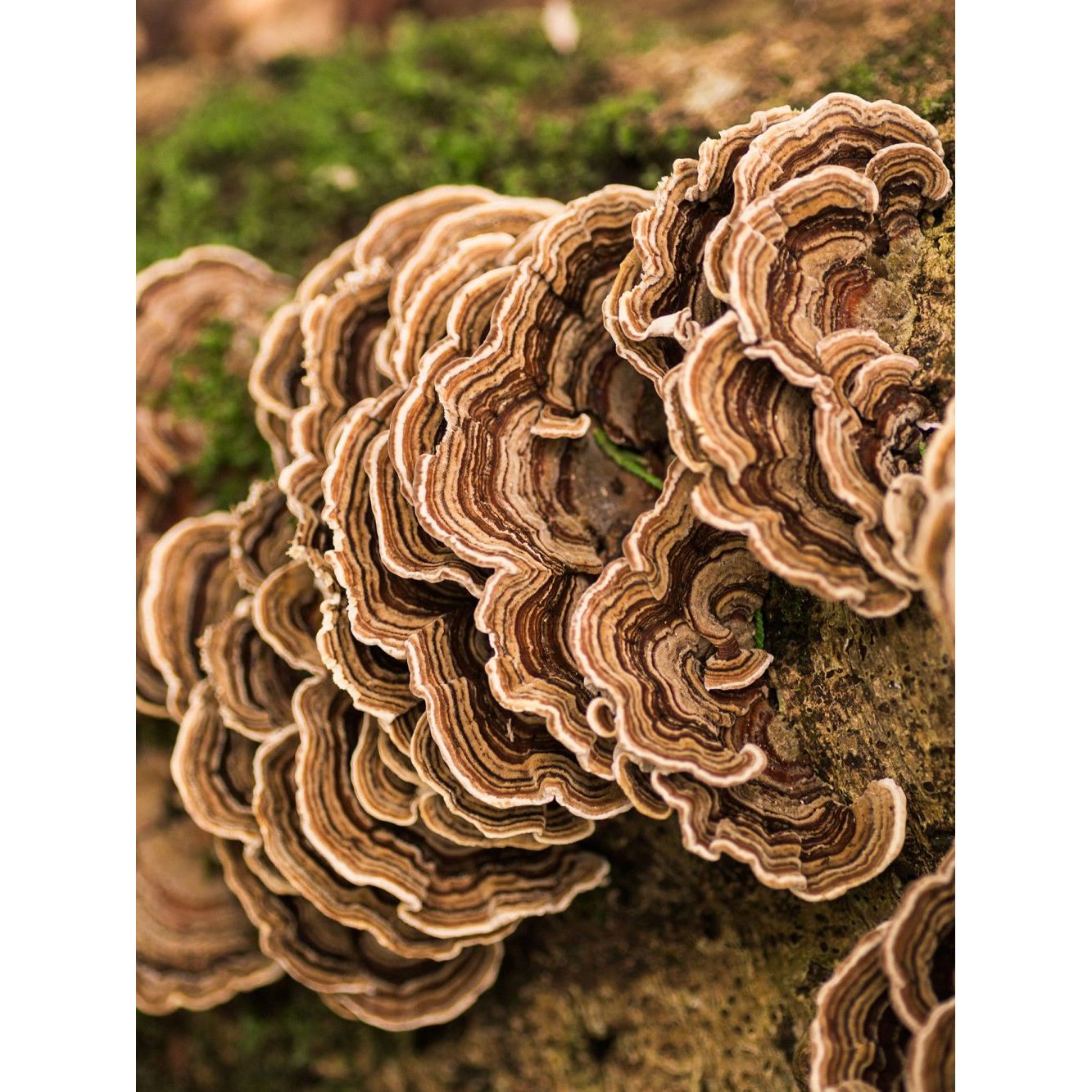 Flourish Nourish Turkey Tail